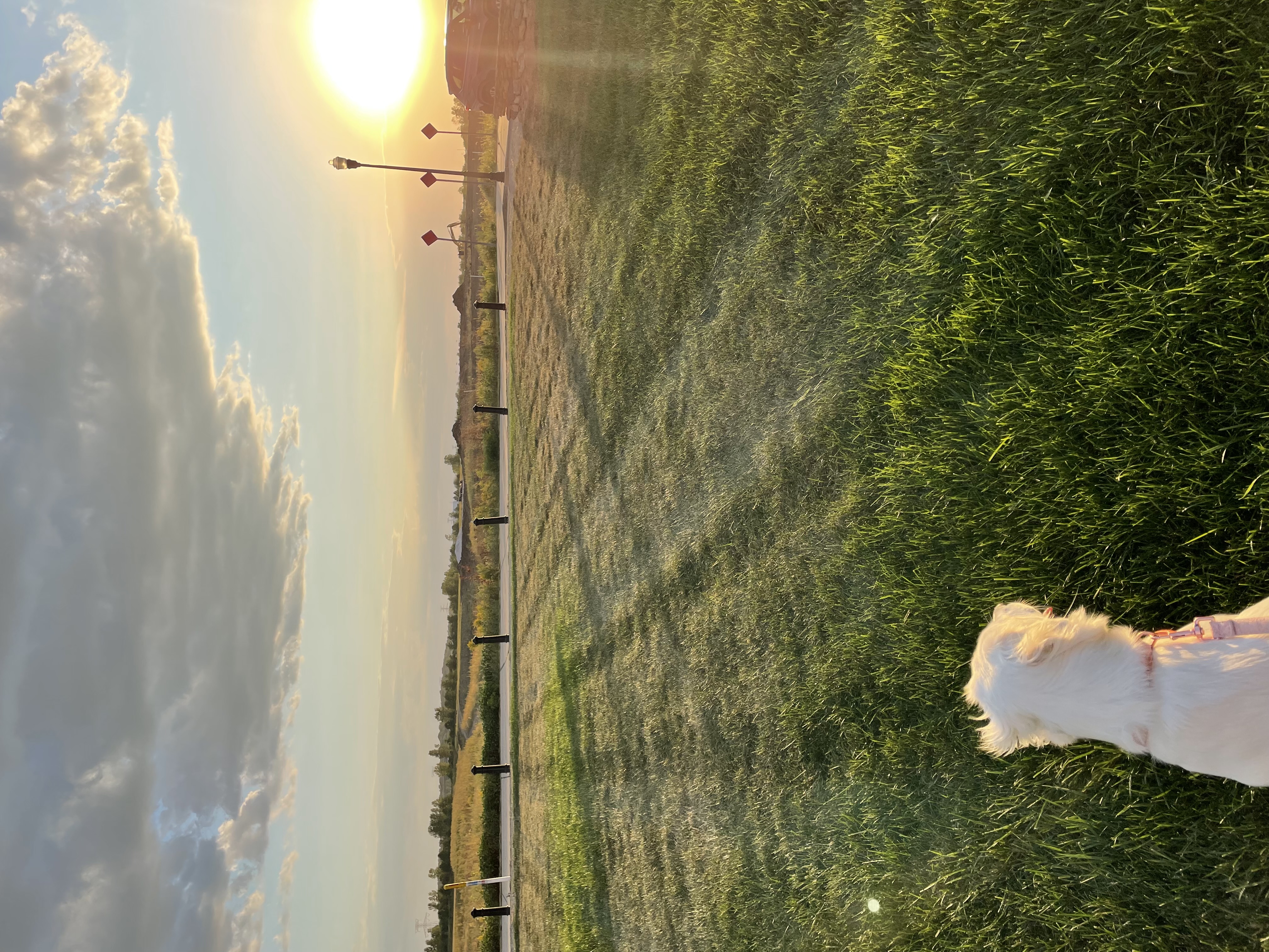 Image of a sunset with a green field and dog on a leash